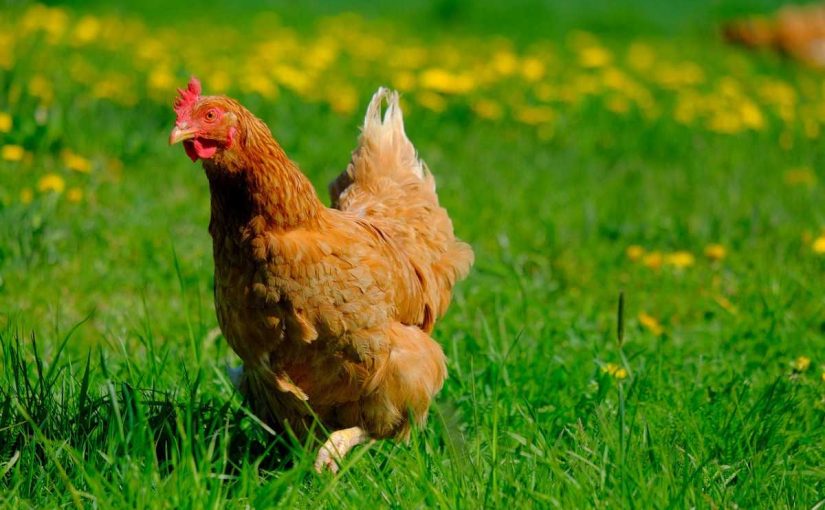 Eco-Friendly Practices for Sustainable Chicken Keeping in 2024