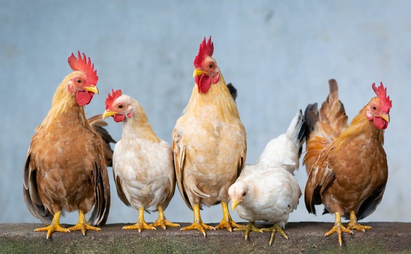 5 Ways Chickens Can Help Control Garden Pests