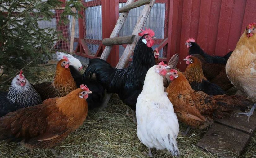 How to Introduce a New Rooster to Your Existing Flock