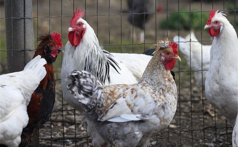 The Ultimate Guide to Setting Up a Chicken Coop in the City