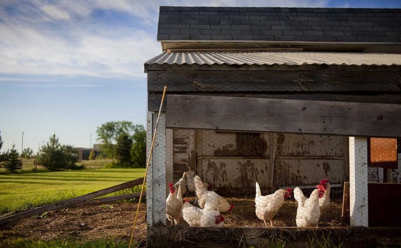 Confined vs. Free-Range: Which is Better for Animal Welfare?