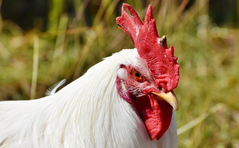 Composting with Chickens: How Your Flock Can Help