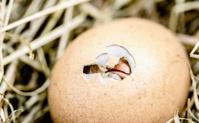 How to Do Successful Chicken Egg Incubation at Home