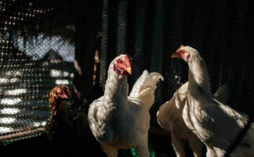 Creating a Sustainable Chicken Farming System