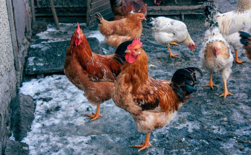 Seasonal Care for Chickens: What to Do Year-Round