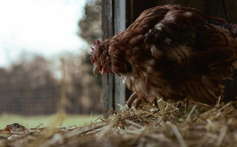 Understanding Zoning Laws for Keeping Chickens in 2024