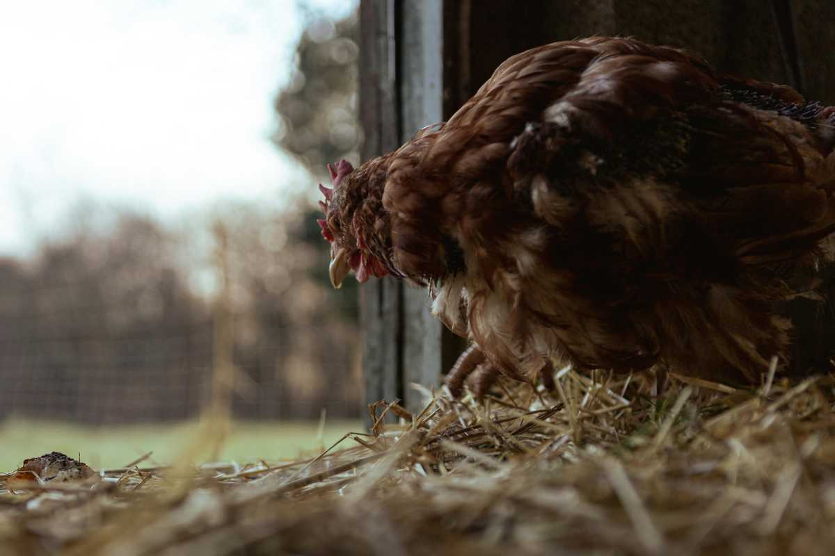 The Ultimate Guide to Using Chickens for Pest Control Farming Pedia