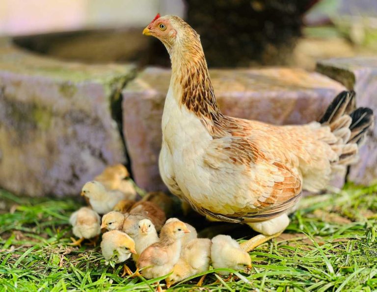 Signs Of Illness In Chickens
