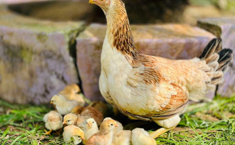 The Benefits of Keeping Dual-Purpose Chickens