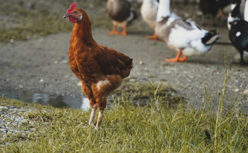 Raising Chickens with Ducks? Co-Habitation Strategies