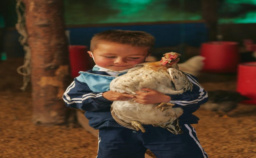 8 Engaging Educational Activities for Kids When Raising Chickens