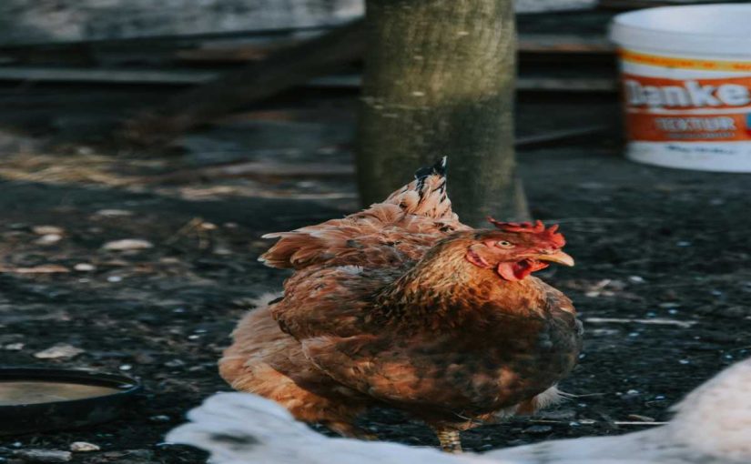 How to Introduce New Chickens to Your Flock: 5 Simple Steps