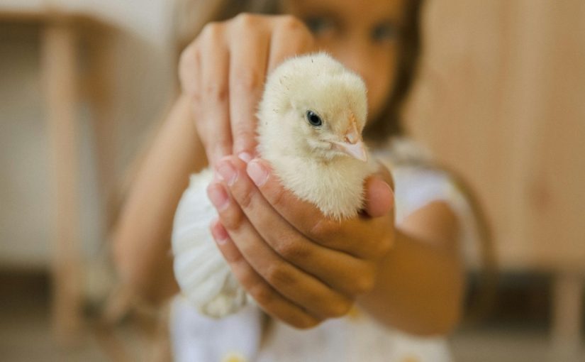 How to Teach Kids About Responsibility Through Chicken Care