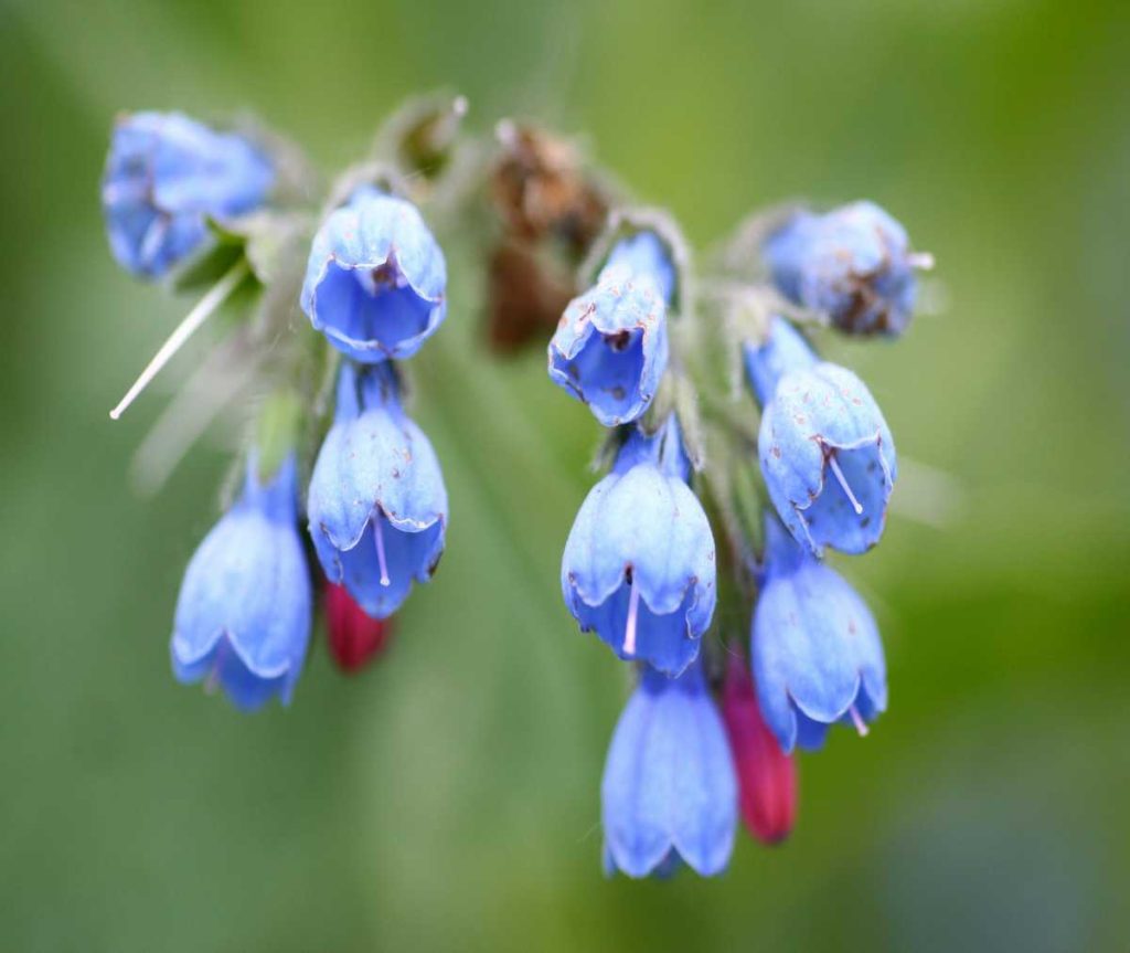 5 Companion Plants to Boost Your Chicken-Friendly Garden