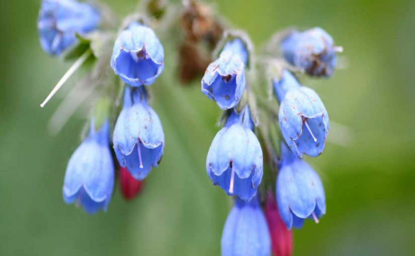 5 Companion Plants to Boost Your Chicken-Friendly Garden