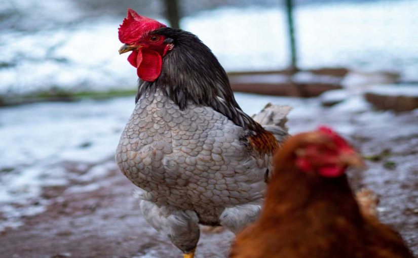 The Ultimate Winter Care Guide for Chickens