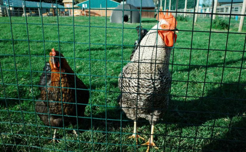 8 Ways to Protect Your Chicken Coop from Predators