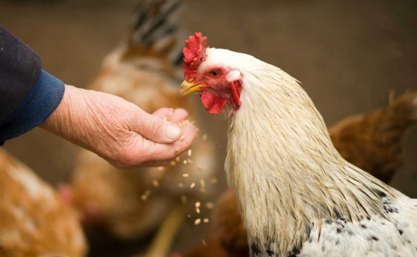 Raising Chickens in Urban Areas: The Ultimate Guide