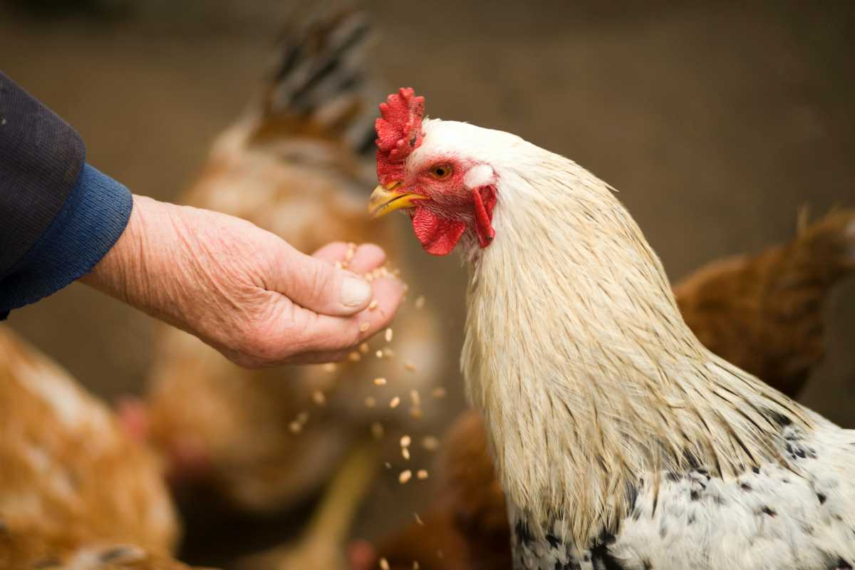Raising Chickens in Urban Areas: The Ultimate Guide - Farming Pedia