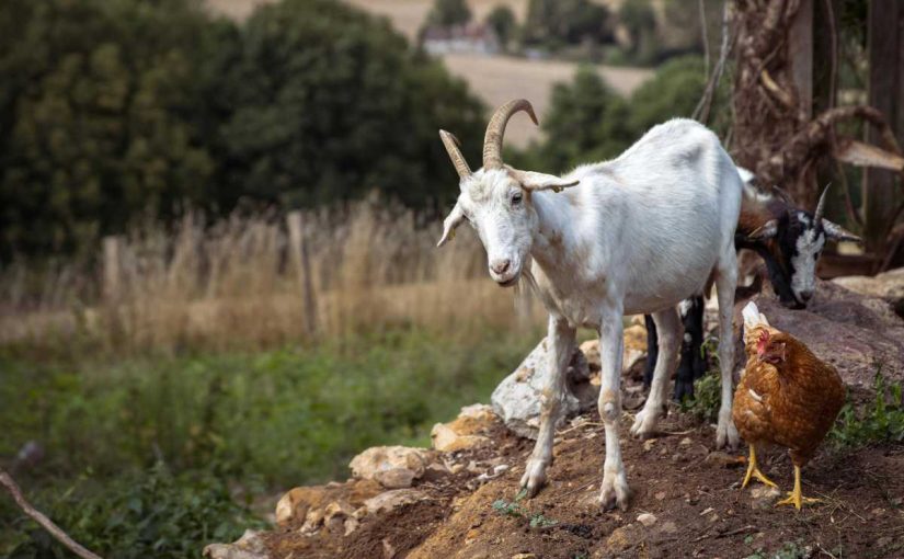 7 Methods for Maximizing Forage Utilization in Goat Grazing