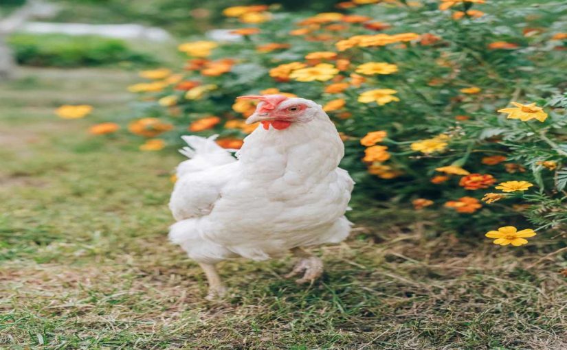 How to Use Chickens for Pest Control in Your Garden