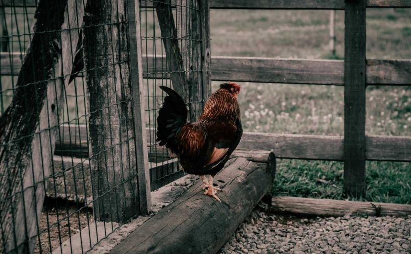 Top 3 Reasons Why Chicken Tractors Are Essential for Modern Homesteading