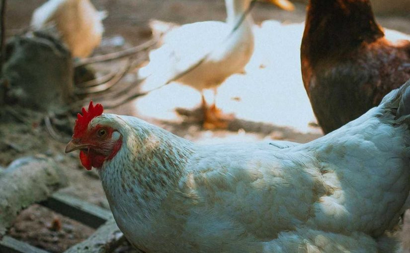 The Role of Chickens in Permaculture Systems