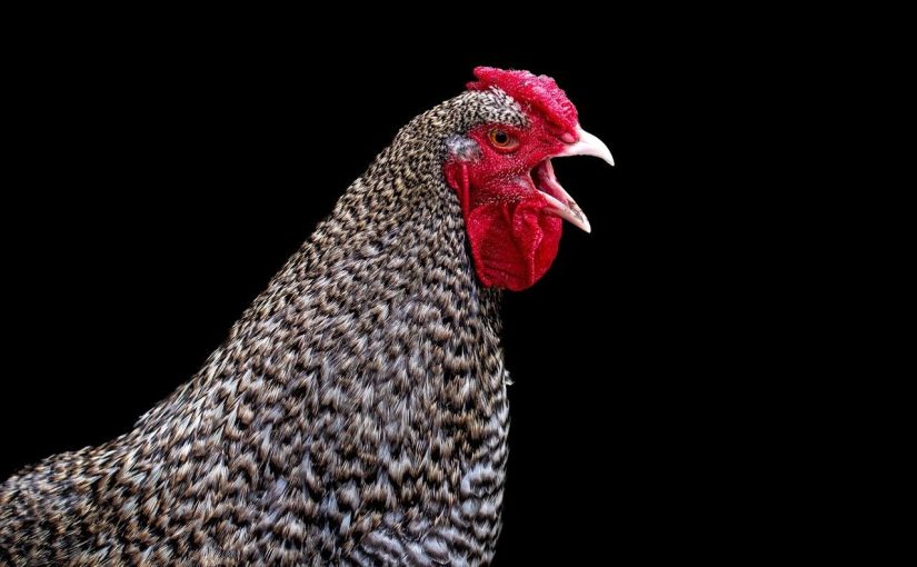 How to Select Healthy Chicken Breeders