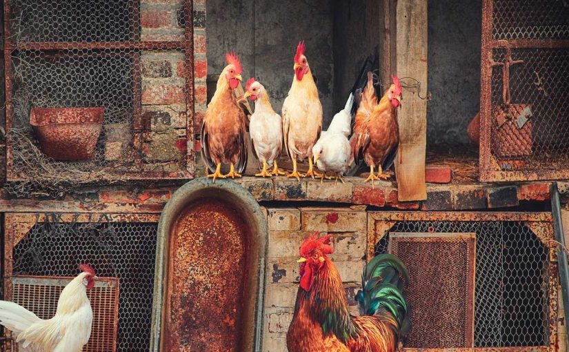 2024’s Hottest Chicken Coop Design Trends