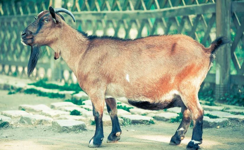 Nigerian Dwarf Goat