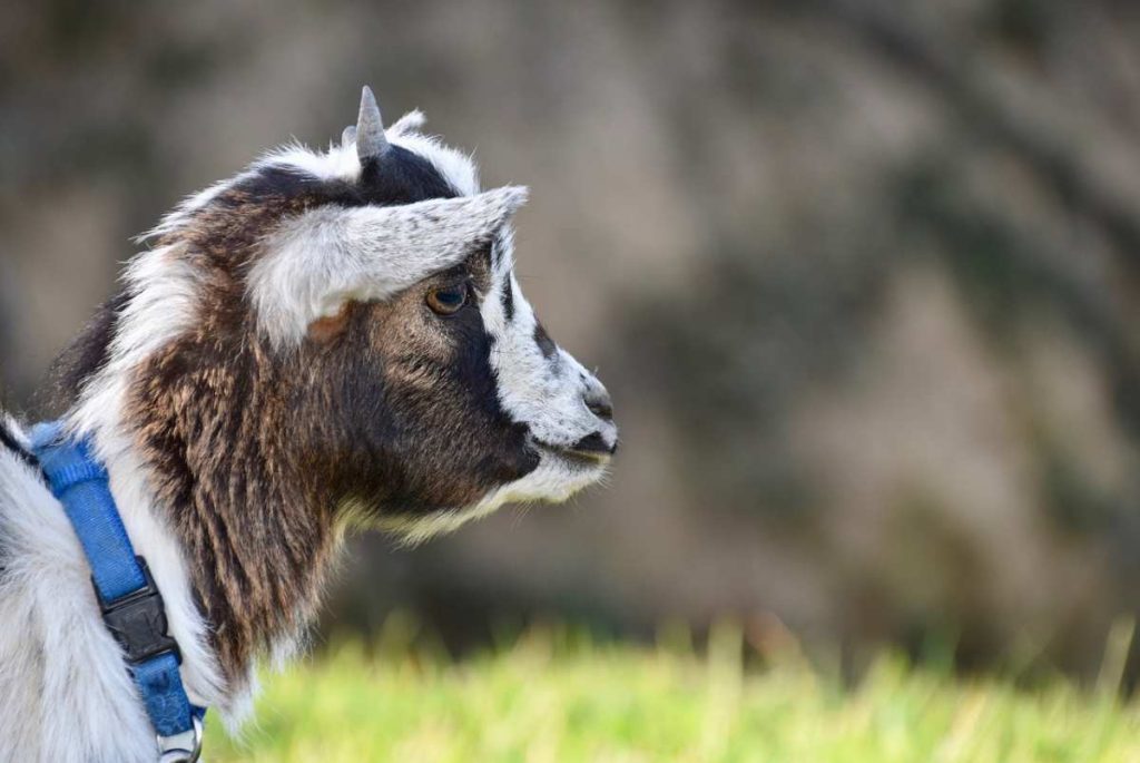 5 Fun Facts About Goats