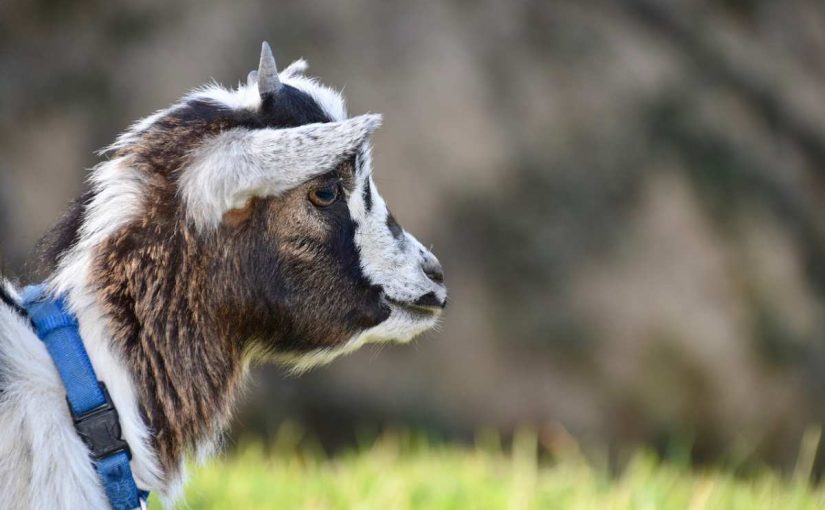 5 Fun Facts About Goats