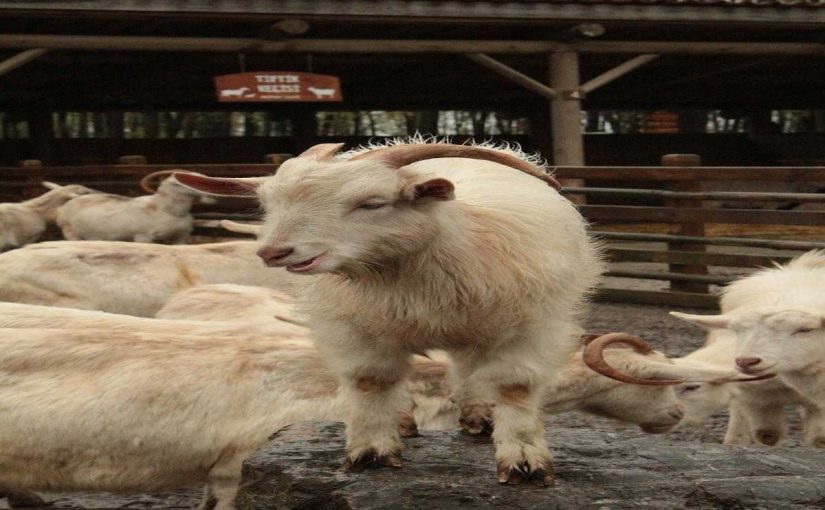 8 Efficient Goat Breeding Strategies for the Modern Farmer