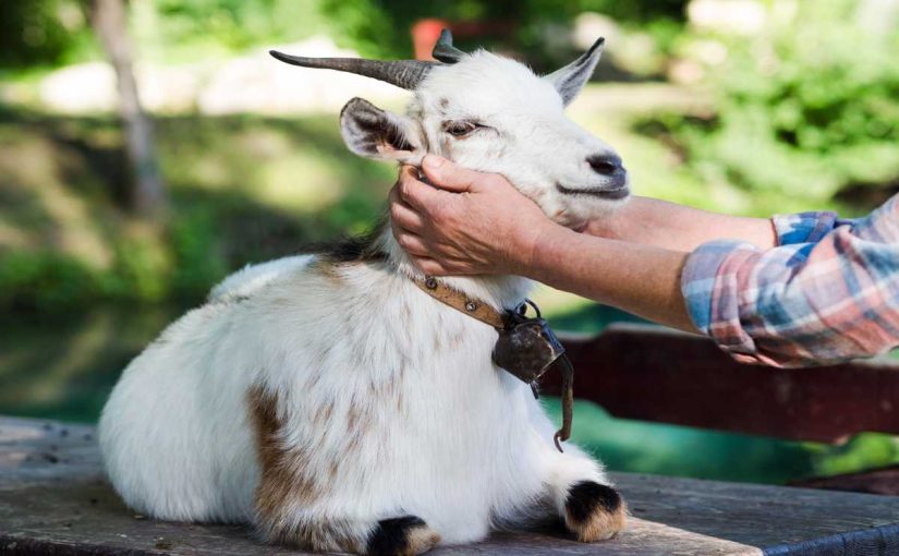 Cost-Cutting Tips for Goat Farmers