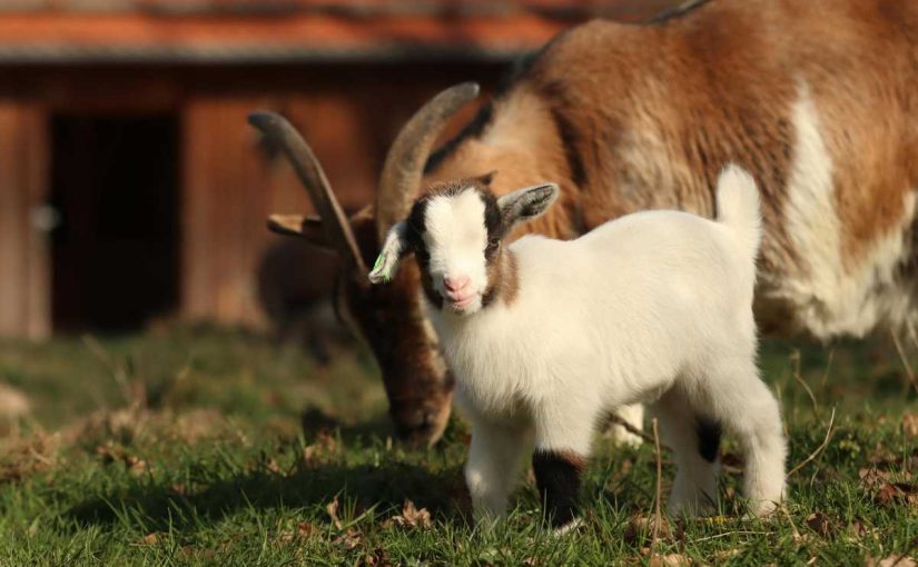 Goat Milk Soap: Benefits & Guide