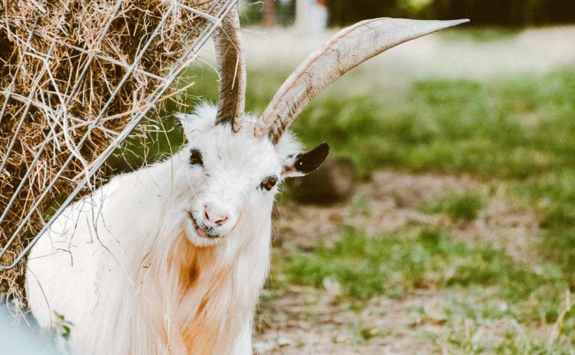 10 Surprising Facts About Goats You Didn’t Know