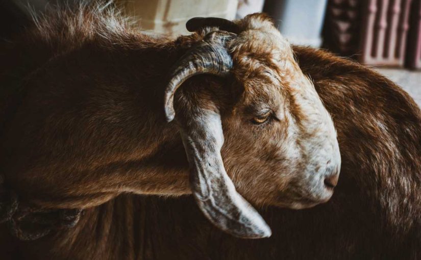 Top 5 Heat Prevention Tips for Goat Care in Hot Climates