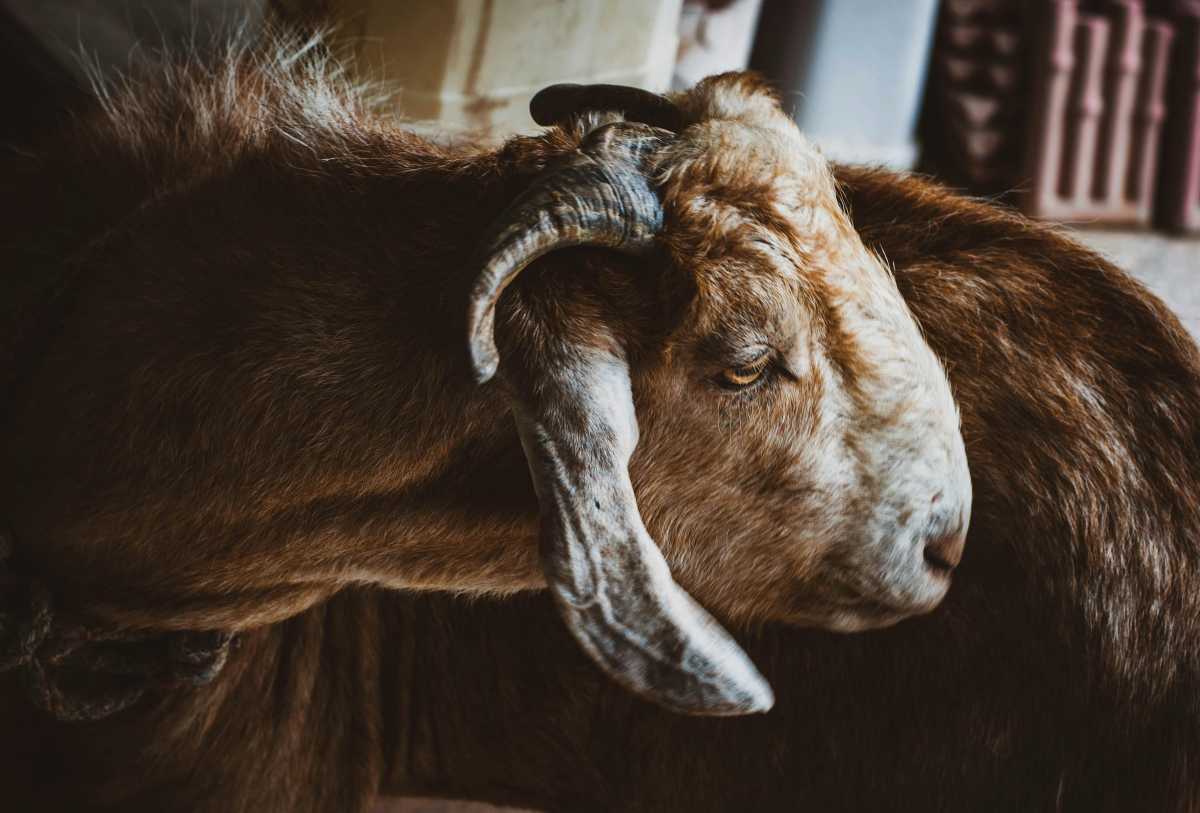 Top 5 Heat Prevention Tips for Goat Care in Hot Climates - Farming Pedia