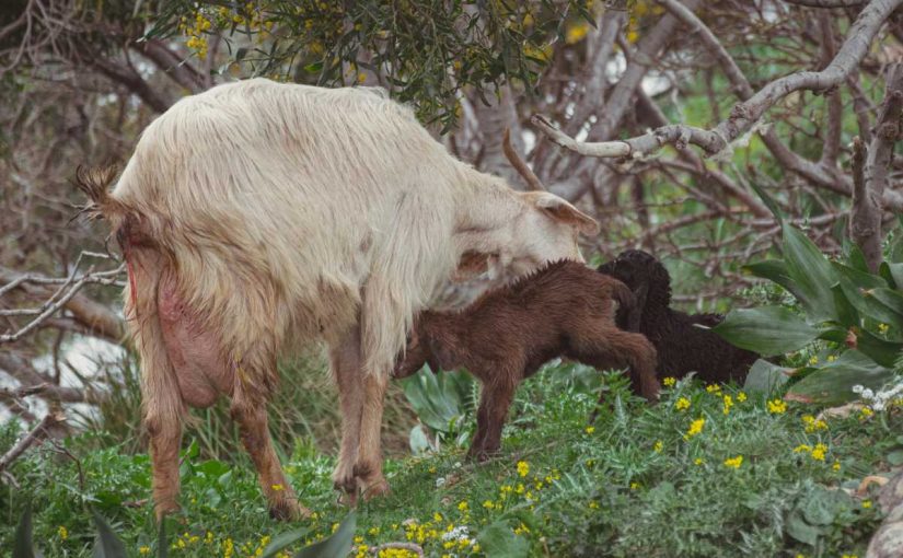 5 Key Stages of Goat Growth and Development