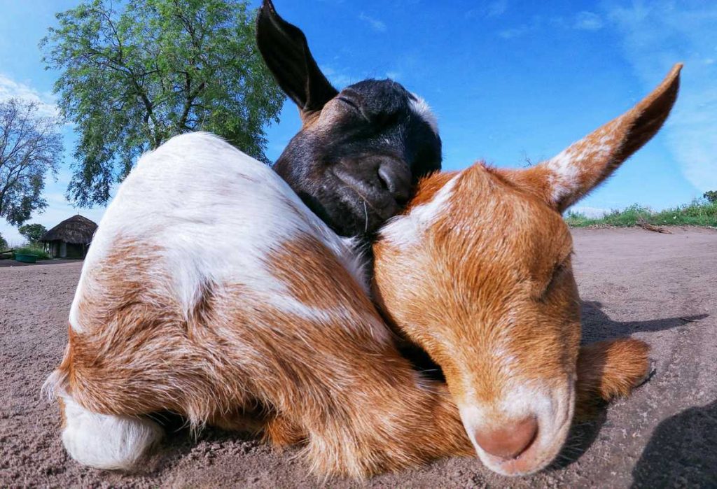 Top 10 Tips for Raising Goats for Milk