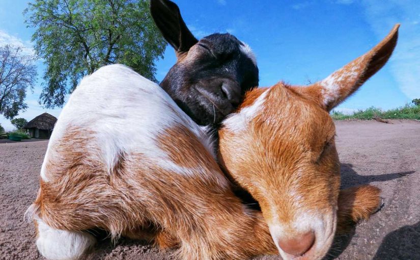 Top 10 Tips for Raising Goats for Milk