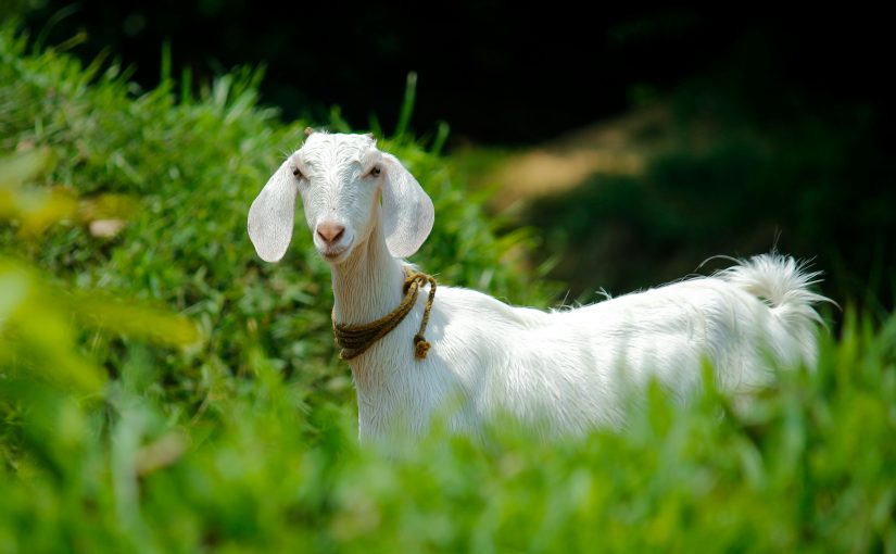 The Ultimate Guide to Using Goats for Habitat Restoration