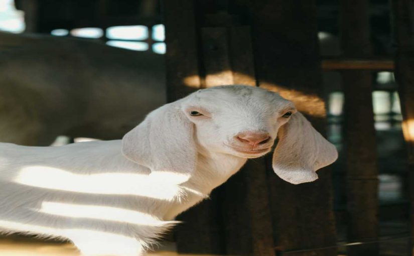 8 Essential Tips for Winterizing Your Goat Barn