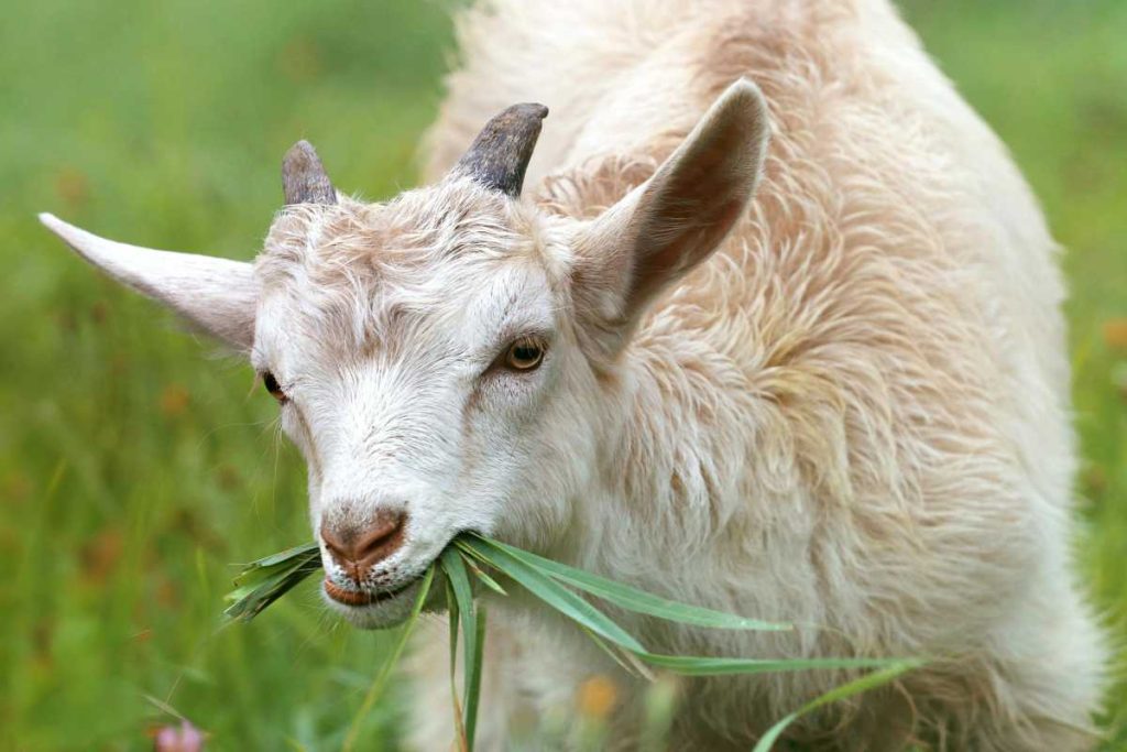 What to Feed Your Goats