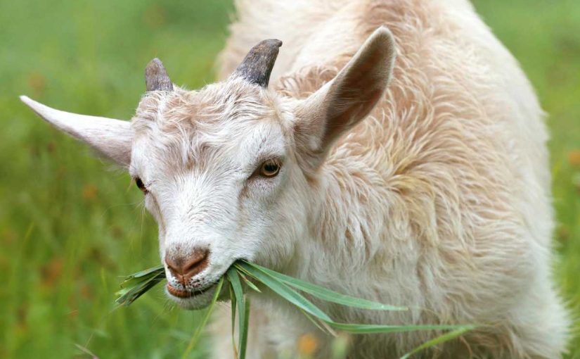 What to Feed Your Goats