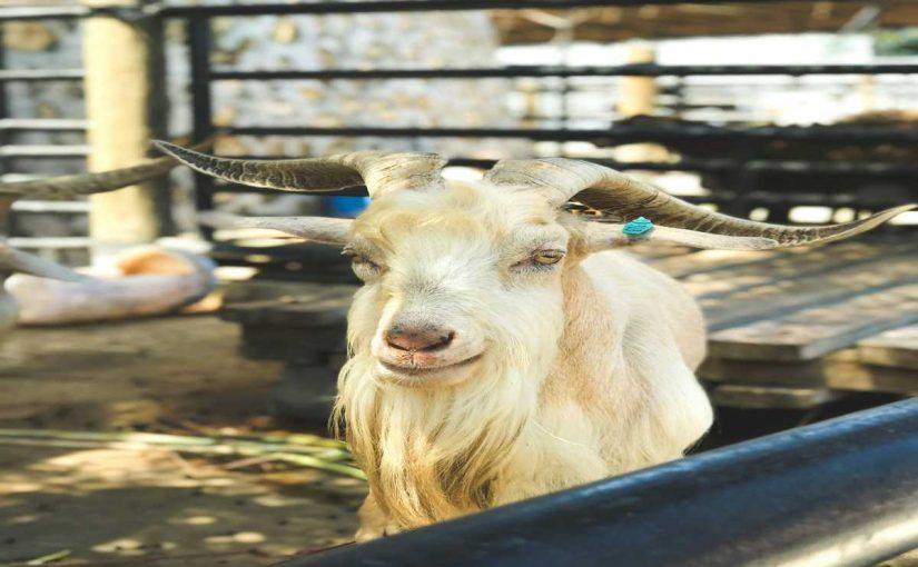 Top 5 Tips for Maintaining Your Goat’s Health