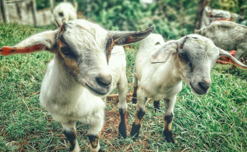 The Ultimate Guide to Goat Nutrition and Feeding Tips