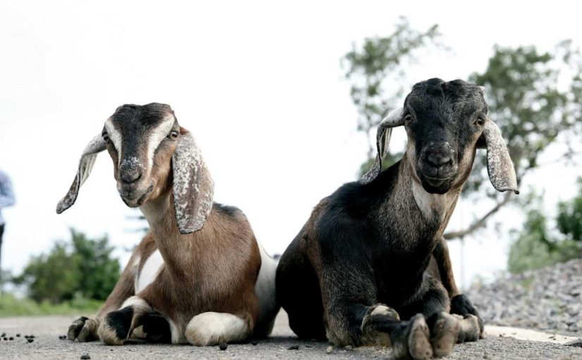 Understanding the Goats Behavior