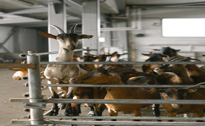 The Ultimate Guide to Eco-Friendly Goat Farming in the 21st Century